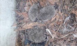 Quattro ricci uccisi a bastonate in un cortile di Alba: la denuncia del veterinario Vacchetta