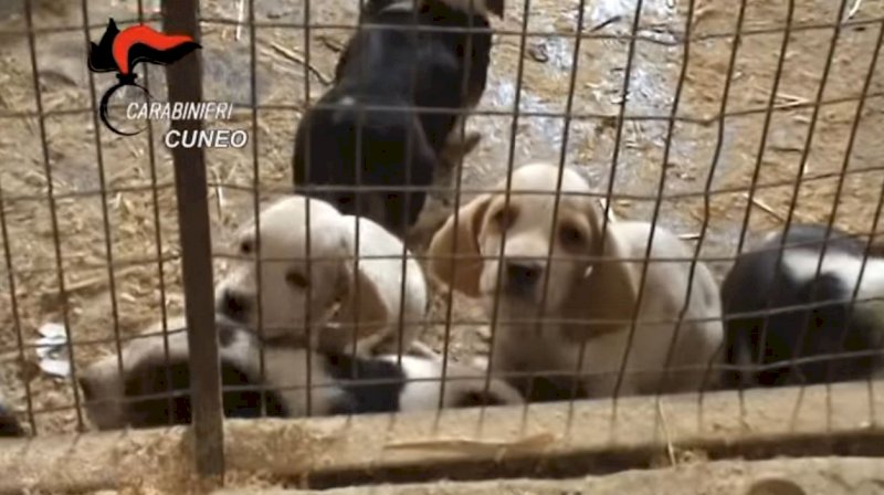 Frode nella vendita di cuccioli, condannato un 44enne cuneese. Nessun risarcimento agli animalisti