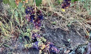 Vento e grandine dopo la siccità, danni al 75% delle vigne di dolcetto