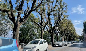 A Cuneo alcuni alberi danneggiati dal maltempo saranno abbattuti