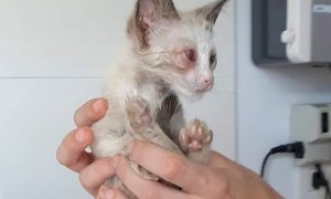 Centallo, gattina abbandonata in una borsa di nylon vicino a un cassonetto dell'immondizia