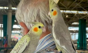 Cuneo, il mercatino dei piccoli animali non va in vacanza