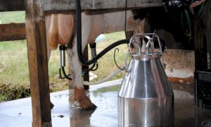 Settore lattiero caserario, le aziende chiedono aiuto: “Così non possiamo più andare avanti”