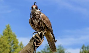 Esibizione di falconeria a Borgo San Giuseppe, protestano le associazioni animaliste