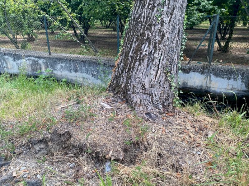A Cuneo prosegue l'abbattimento di alberi malati o a rischio