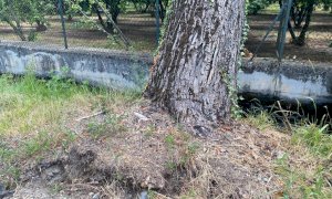 A Cuneo prosegue l'abbattimento di alberi malati o a rischio