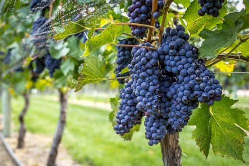 Uve, Coldiretti Cuneo: "L'incognita prezzi minaccia la competitività del sistema vitivinicolo"