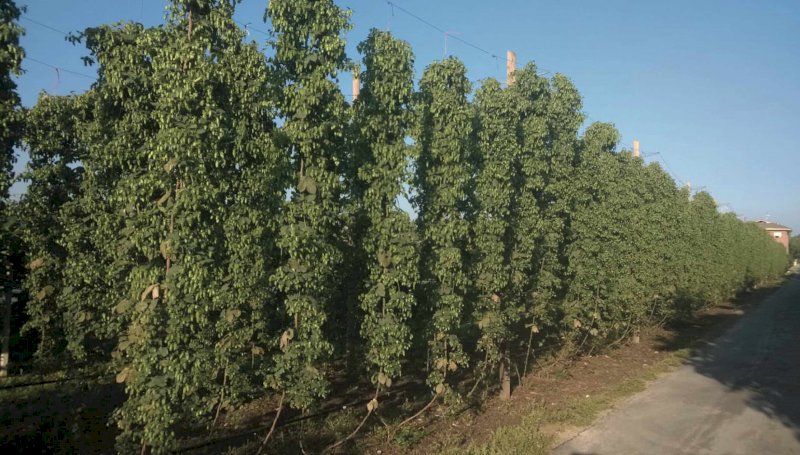 La “Birra del Piemonte” ha il marchio della Regione di Prodotto Agroalimentare Tradizionale
