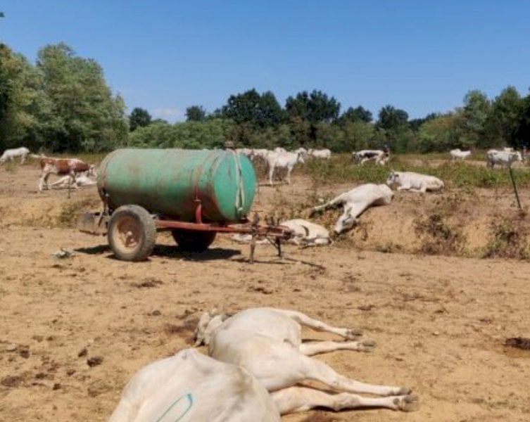È stato l'acido cianidrico a provocare la morte dei bovini a Sommariva Bosco