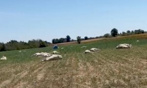 Vacche intossicate a Sommariva Bosco, Cia Piemonte: 