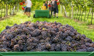 Vendemmia, Coldiretti Cuneo: 