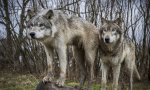 Lupi, Bergesio (Lega): 