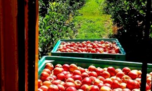 Mele, Coldiretti Cuneo: 