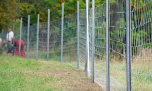 Peste suina, Confagricoltura Piemonte denuncia i ritardi nella posa delle recinzioni anti-cinghiali