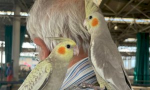 Domenica torna l’appuntamento con il mercatino dei piccoli animali al MIAC
