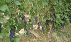 Conterno, Cia Cuneo: “Per i vigneti una stagione produttiva anomala, alla quale non eravamo abituati”
