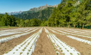 Regina delle Alpi: produrre nel rispetto della natura, valorizzando il territorio e ciò che offre