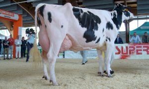 Frisona protagonista alla Mostra regionale di Saluzzo per la Fiera di San Chiaffredo