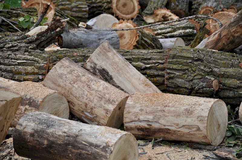 "Occorre aumentare l’uso di legname locale per una maggiore sostenibilità economica"