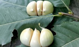 “Castanicoltura: stagione buona, ma servono bandi del Psr per recuperare le piante abbandonate”