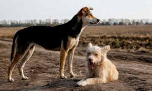 A Frabosa Soprana una mostra canina per tutte le razze: sfilano i cani meticci