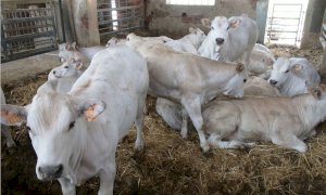 “L’Italia importa il 50% del fabbisogno di carne, ma la Razza Piemontese non viene remunerata”