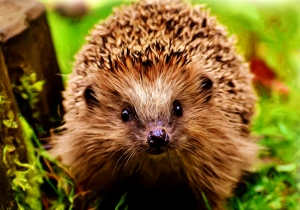 Musei di Bra: laboratori per famiglie