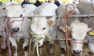 Alba, una grande rassegna di bovini piemontesi giovedì 13 ottobre