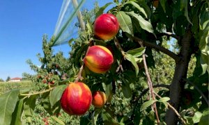 Frutta, Coldiretti Cuneo: 