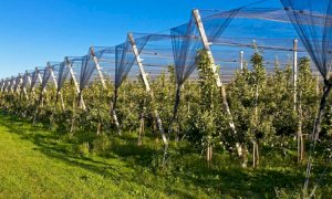 Confagricoltura Piemonte sollecita interventi mirati per la frutticoltura