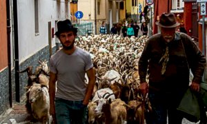 Domenica a Roaschia la Mostra Interprovinciale di ovini di razza Frabosana Roaschina