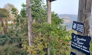 Gli alberi di 