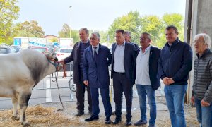 Premiati gli allevatori della Grande rassegna di bovini piemontesi di Alba