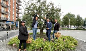 Alba: raccolta simbolica di pera Madernassa sull’albero di piazza Garibaldi