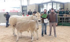 Dal 4 al 6 novembre a Cuneo la Mostra della Razza Bovina Piemontese