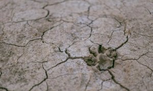 Caldo record e niente pioggia, Coldiretti lancia l'allarme: 