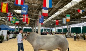 Alla Mostra Nazionale dei Bovini di Razza Piemontese protagonista la zootecnia 4.0