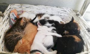 Ad Alba il primo corso italiano per la formazione dei proprietari di gatti