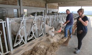 Allevatori di Razza Piemontese in forte difficoltà per i prezzi troppo bassi di vendita dei bovini