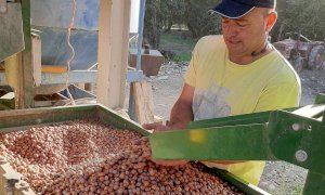 Nocciole in crisi: produzione media scesa del 60% rispetto al 2021, prezzi di vendita bassi 