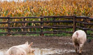 C’è il bando per sostenere la biosicurezza degli allevamenti di suini nella prevenzione della Psa  