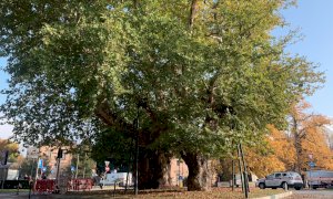 Lunedì anche Savigliano renderà omaggio ai suoi “giganti verdi”