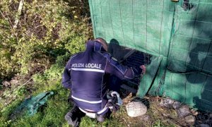 Cuneo, la Polizia Locale interviene per salvare un cane caduto in una bealera
