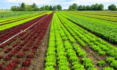 Agricoltura, la Regione aumenta i fondi del bando per la conversione al biologico