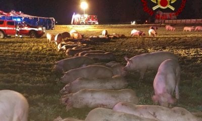 Camion ribaltato, strage di maiali a Cavallermaggiore