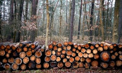 Filiera del legno, Coldiretti Cuneo: 