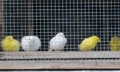 A dicembre niente mercatino dei piccoli animali al MIAC, appuntamento al 2023