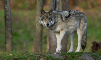 Danni causati dai lupi alle coltivazioni: dalla Regione altri 170 mila euro di indennizzi