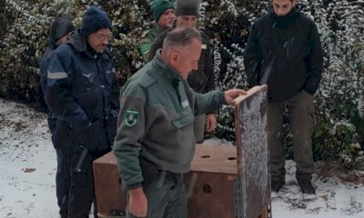 Recuperati caprioli a Manta, lungo la strada provinciale 589