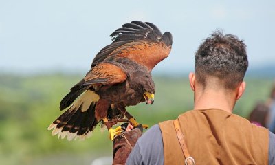 Istituito il Registro provinciale dei falconieri